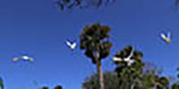 soaring doves
