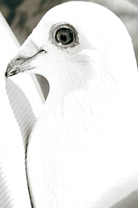 closeup of dove